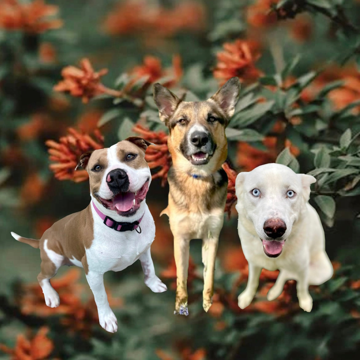 DLB MEDIA 3 New Dogs